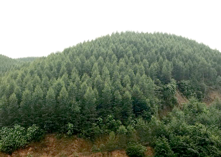 马山三千亩林地